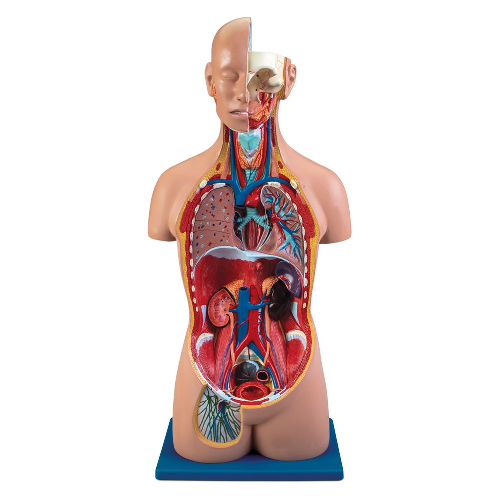Carolina® Human Sexless Torso Model with Open Back | Carolina