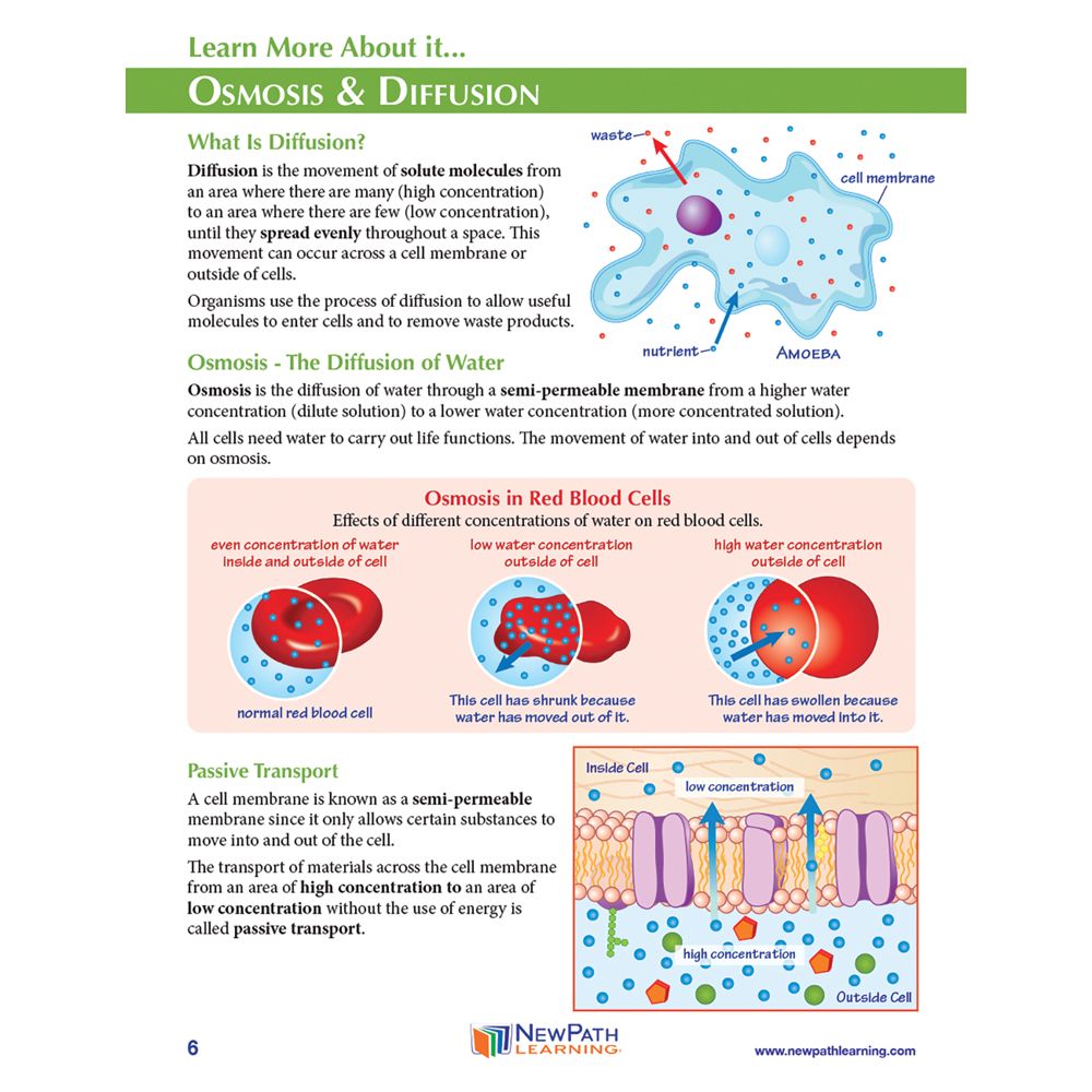 Origami Organelles™ 3D Paper Model Kit Osmosis and Diffusion