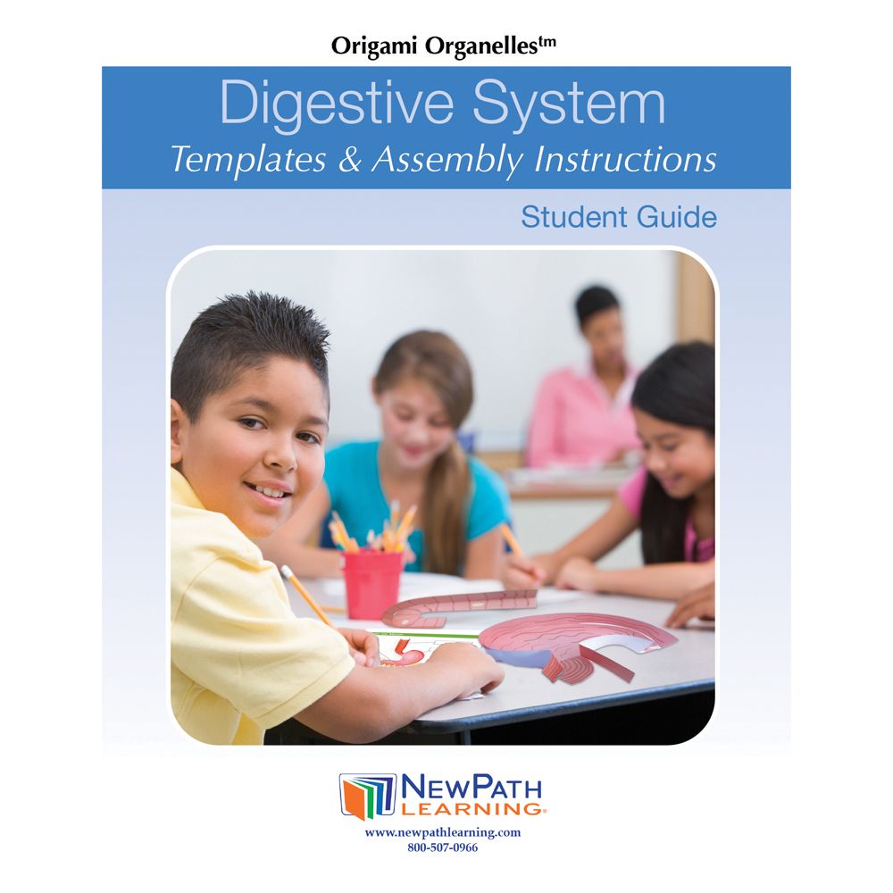 Origami Organelles™ 3-D Paper Model Kit: Digestive System | Carolina ...