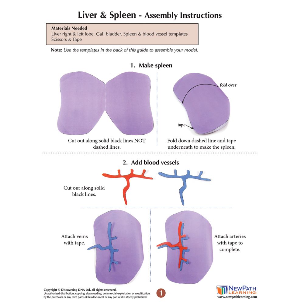 Origami Organelles™ 3-D Paper Model Kit: Liver and Spleen | Carolina ...