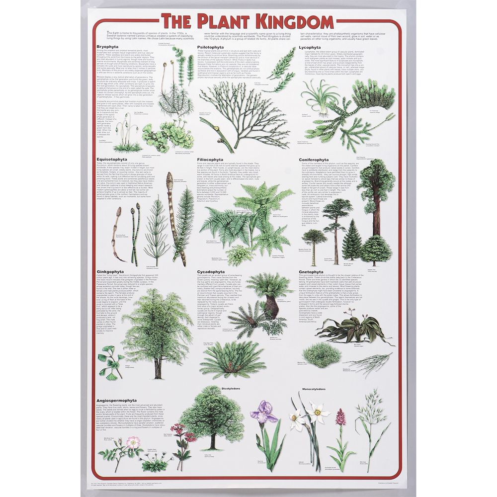 Plant Kingdom Chart