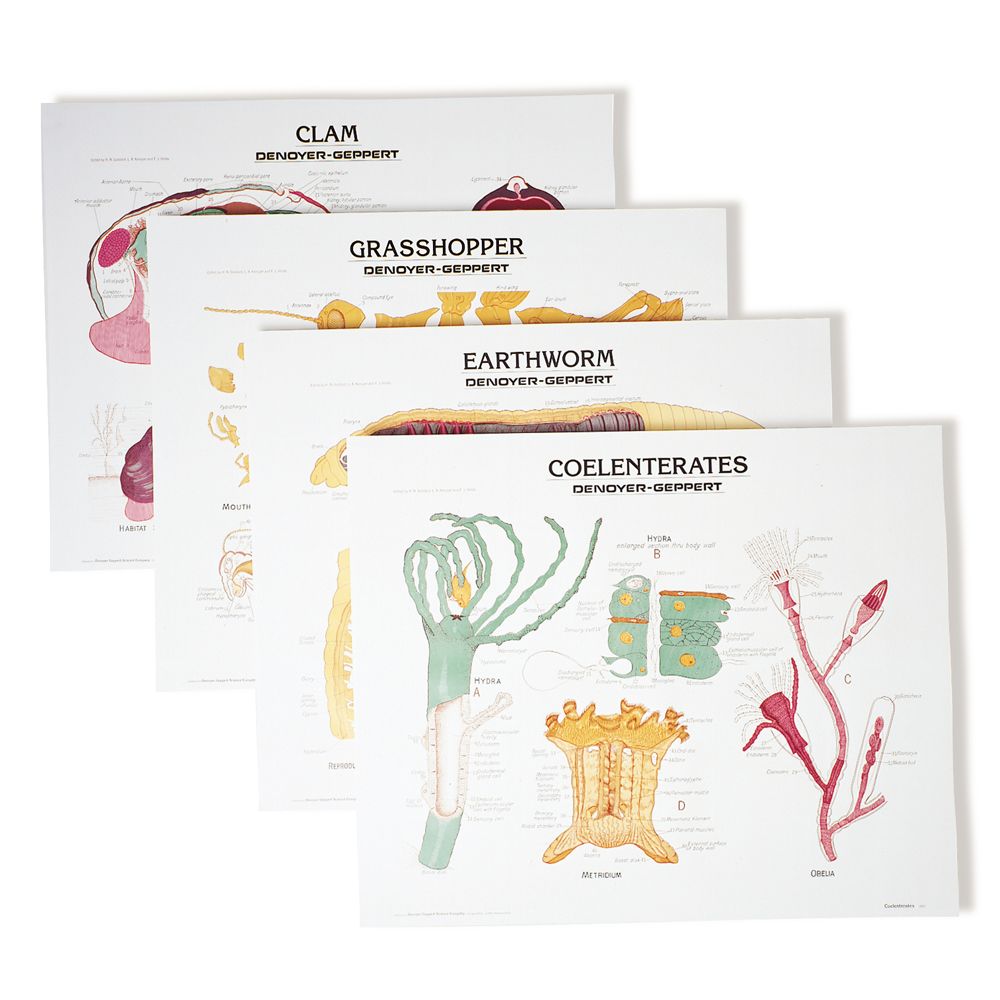 DenoyerGeppert Biology Chart Set, Tripod Stand