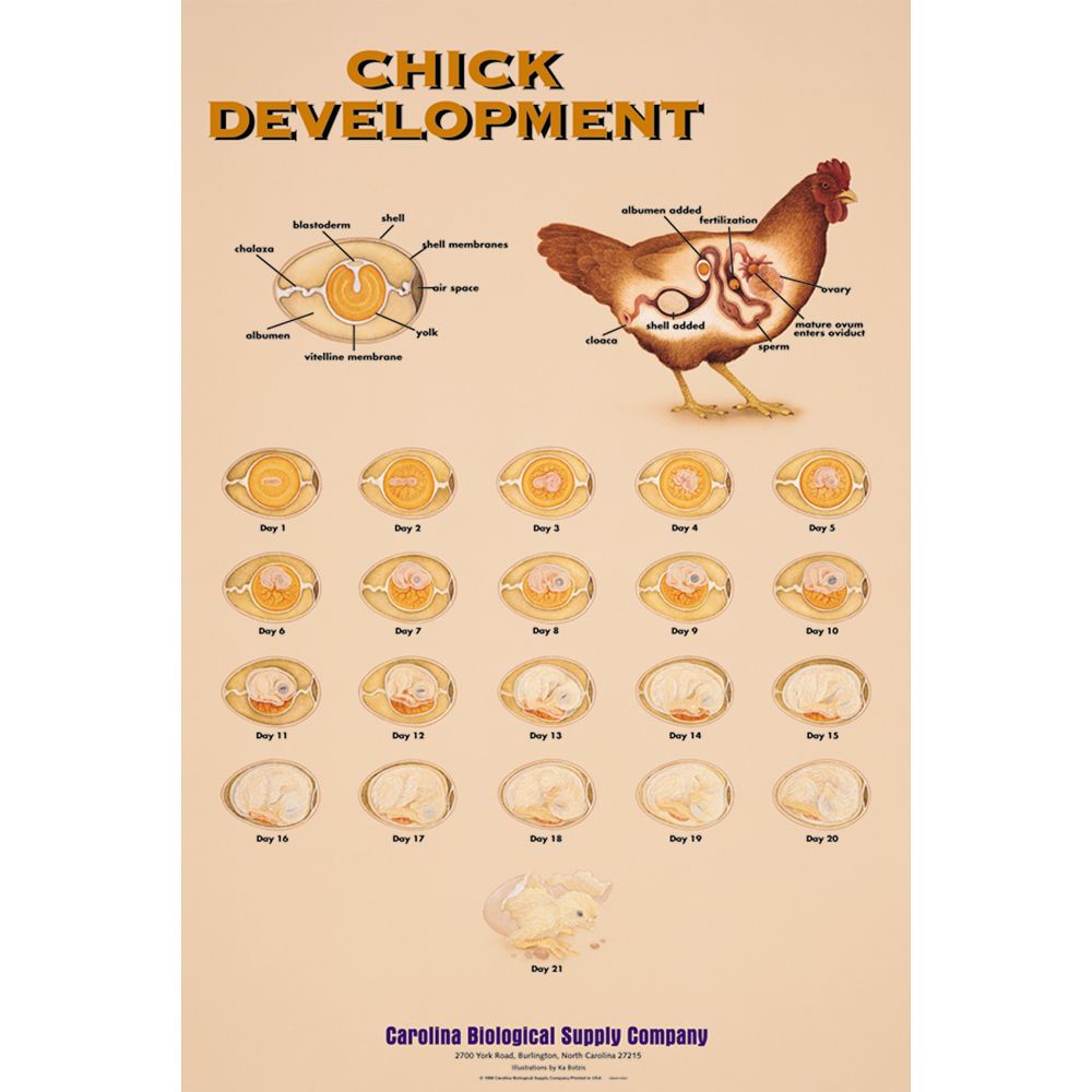 Chick Development Chart | Carolina.com