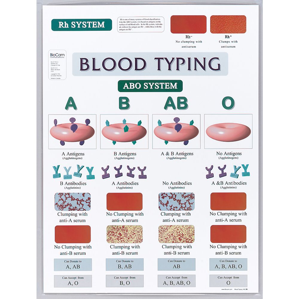 Easy-Peasy Blood Type Chart