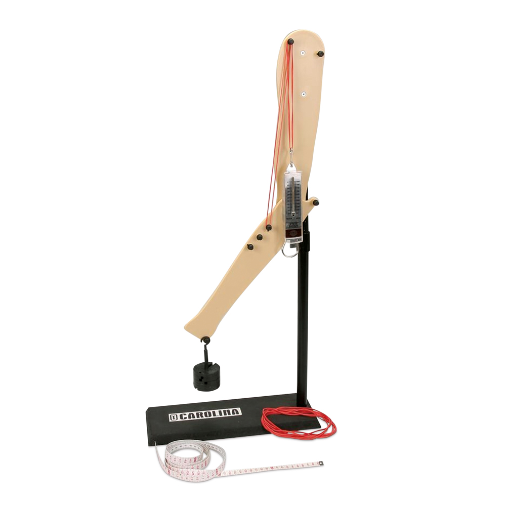Investigating the Interactions of Muscles and Bones Kit