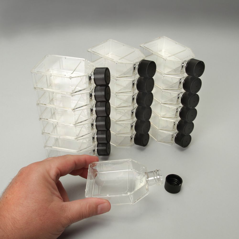 Tissue Culture Flask Carolina Biological Supply