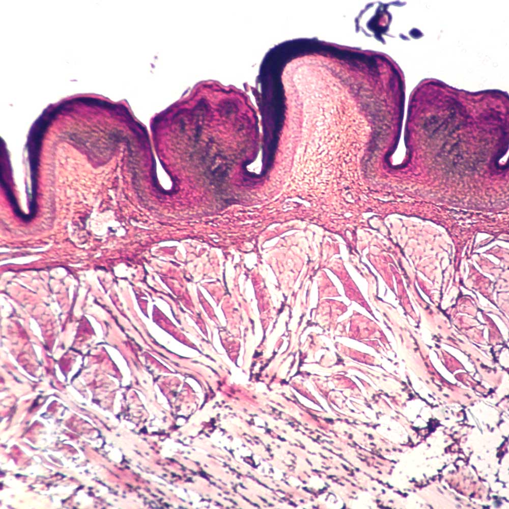 LAST CROPS LC TONGUE バイオレット LC TONGUE Tigri | LAST CROPS ｜ SHOP BLOG