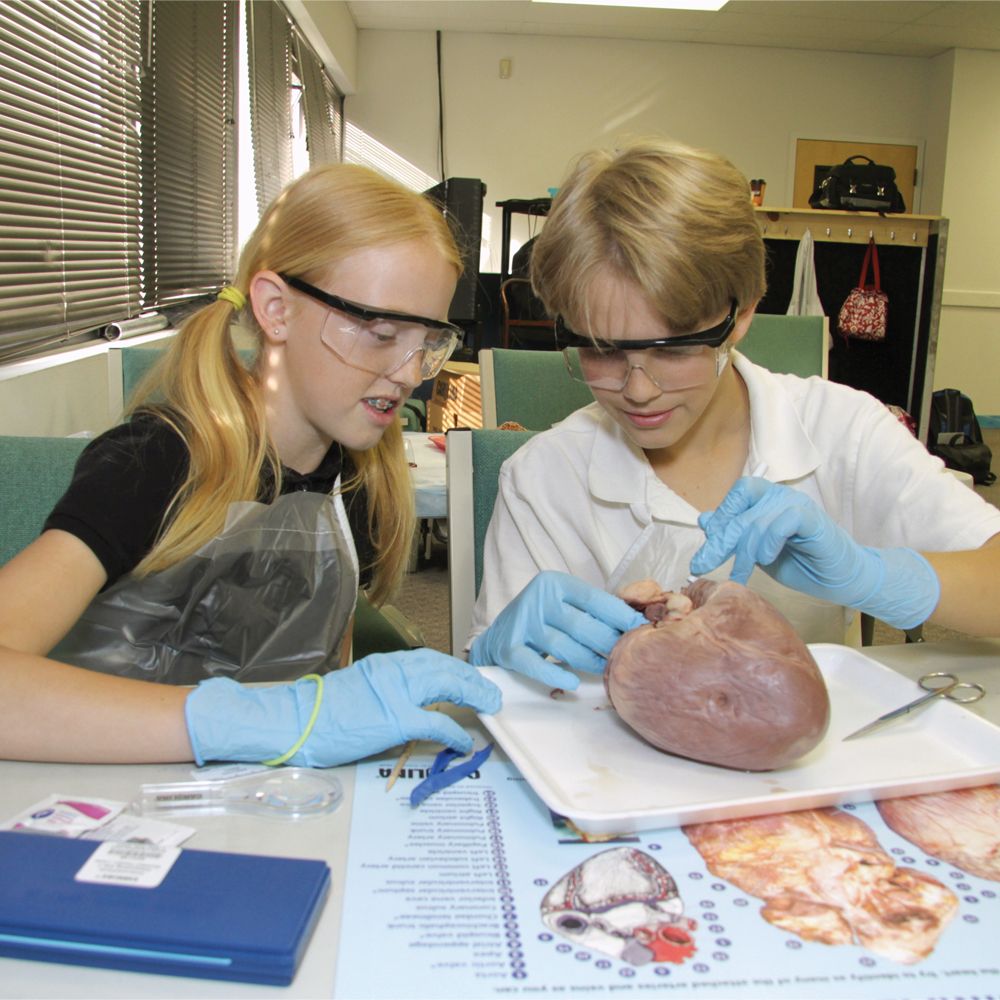 "Carolina's Perfect Solution&reg; Preserved Pig Hearts, Plain"
