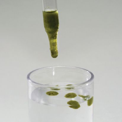 Algae beads are an engaging way to learn about the metabolic process of plants including photosynthesis.