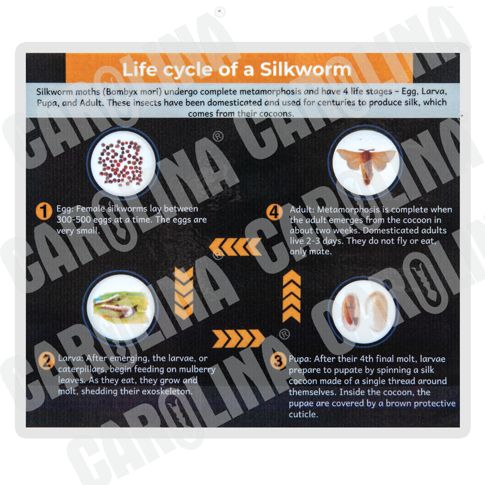 Life Cycle Of Silkworm Model Silkworm Life Cycle Poster | Teach