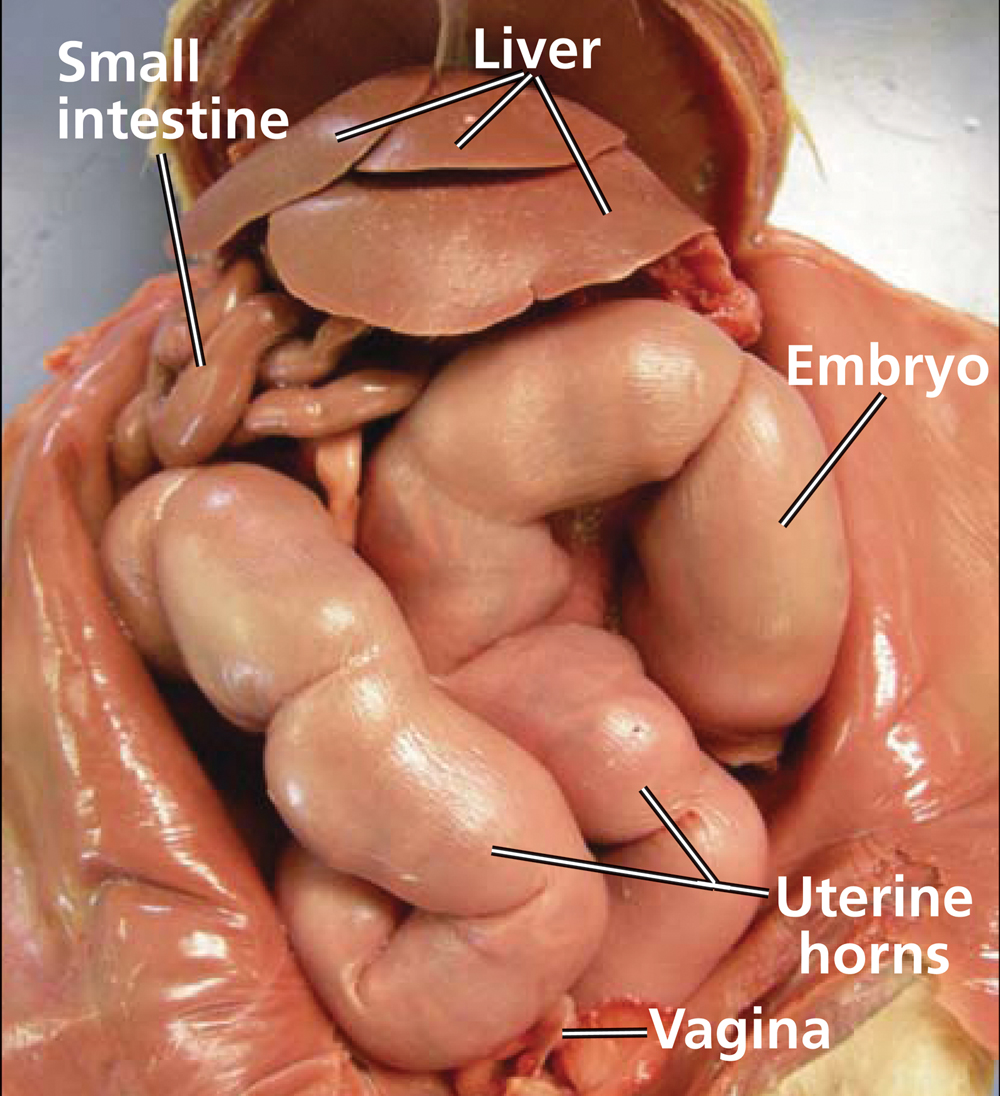 Uterine horns of pregnant rat