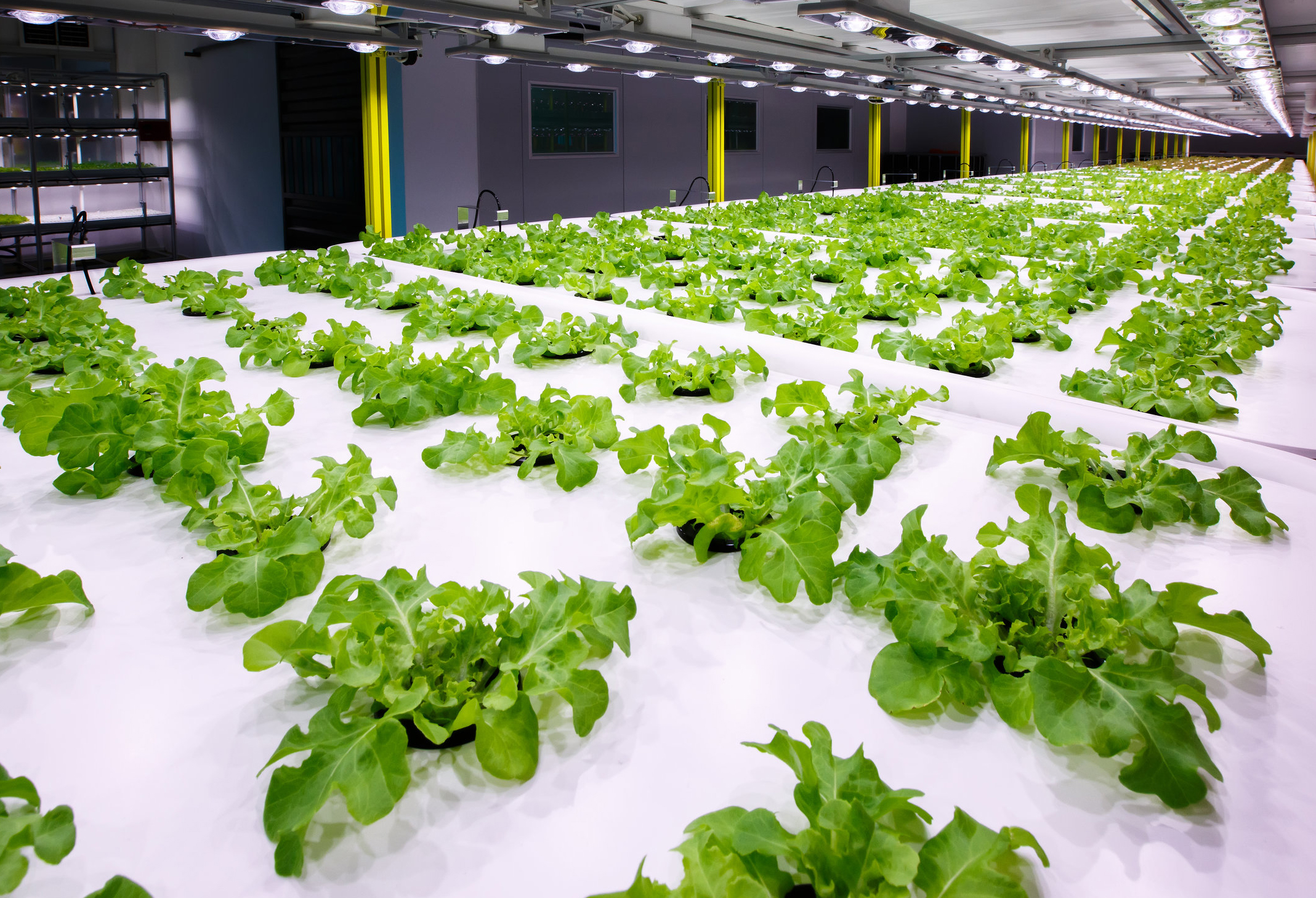 food grown in hydroponics system.