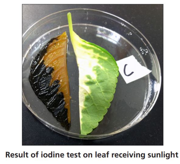 Introduction to Photosynthesis Using Coleus Plants
