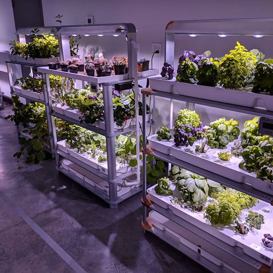 Hydroponic growing systems allow to make use of vertical space