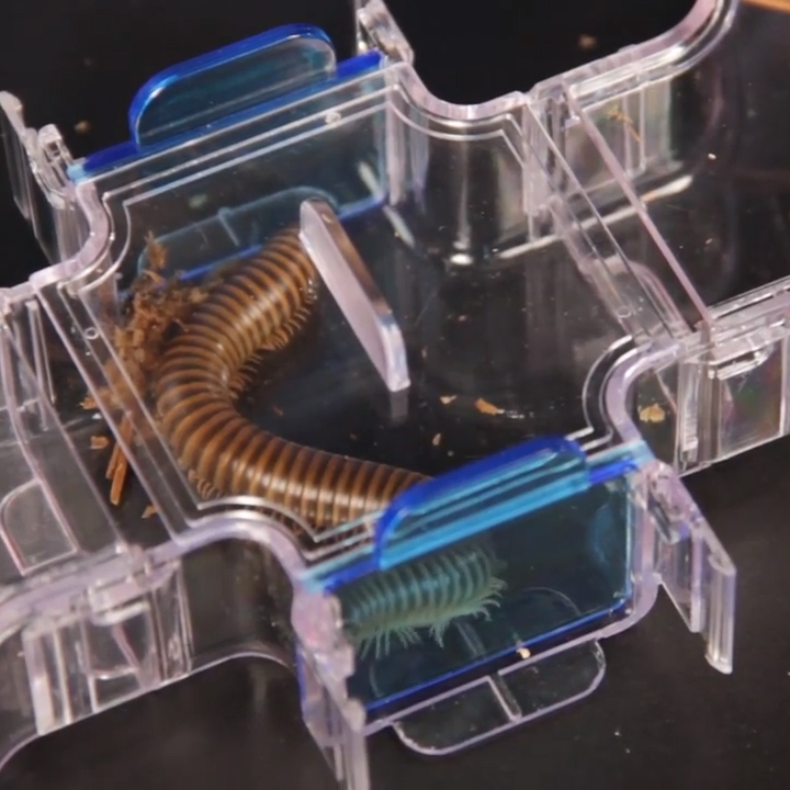 Millipede in a choice chamber