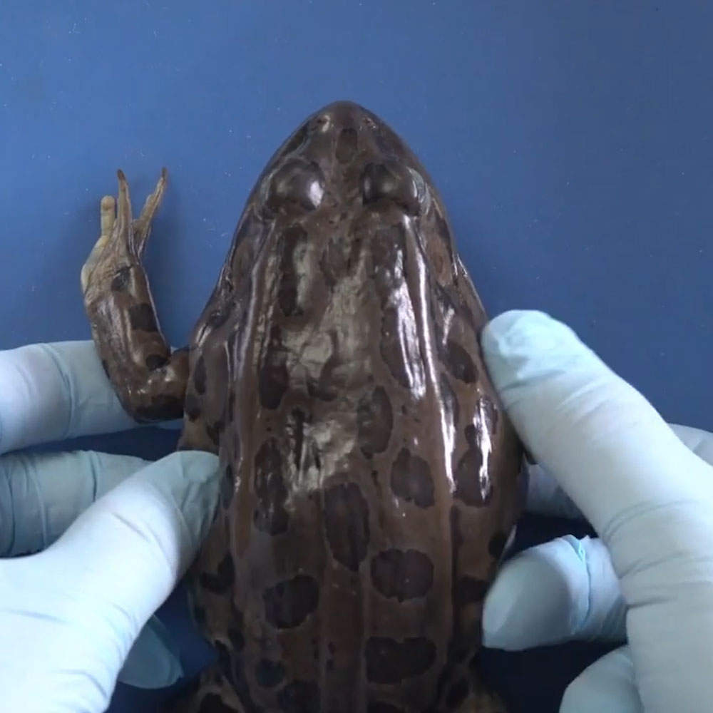 frog dissection