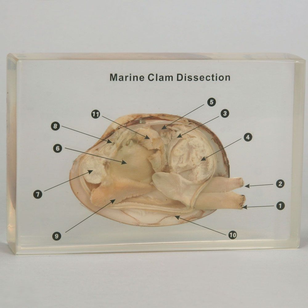 Marine Clam Dissection Plastomount Carolina Biological Supply
