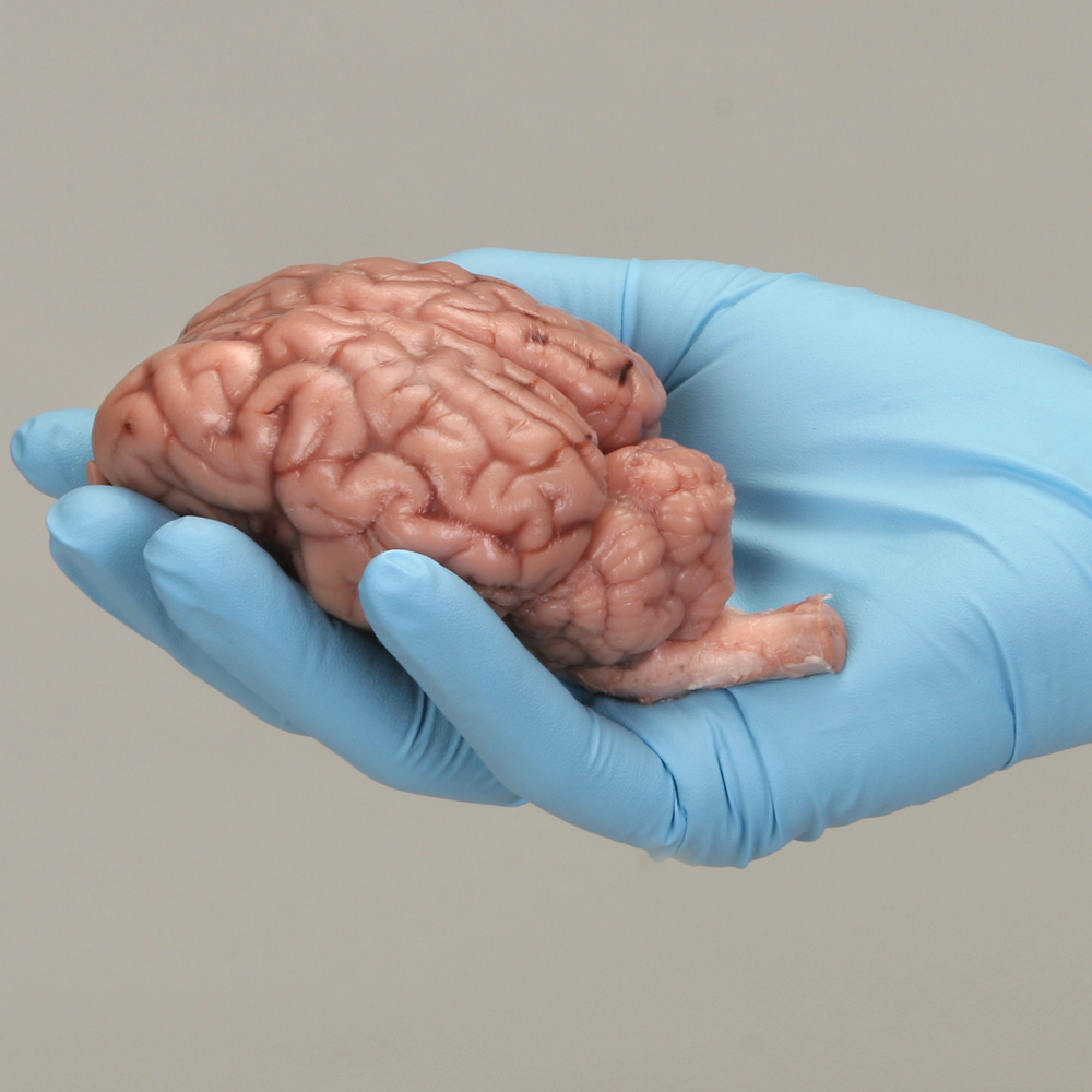Preserved Sheep Brains
