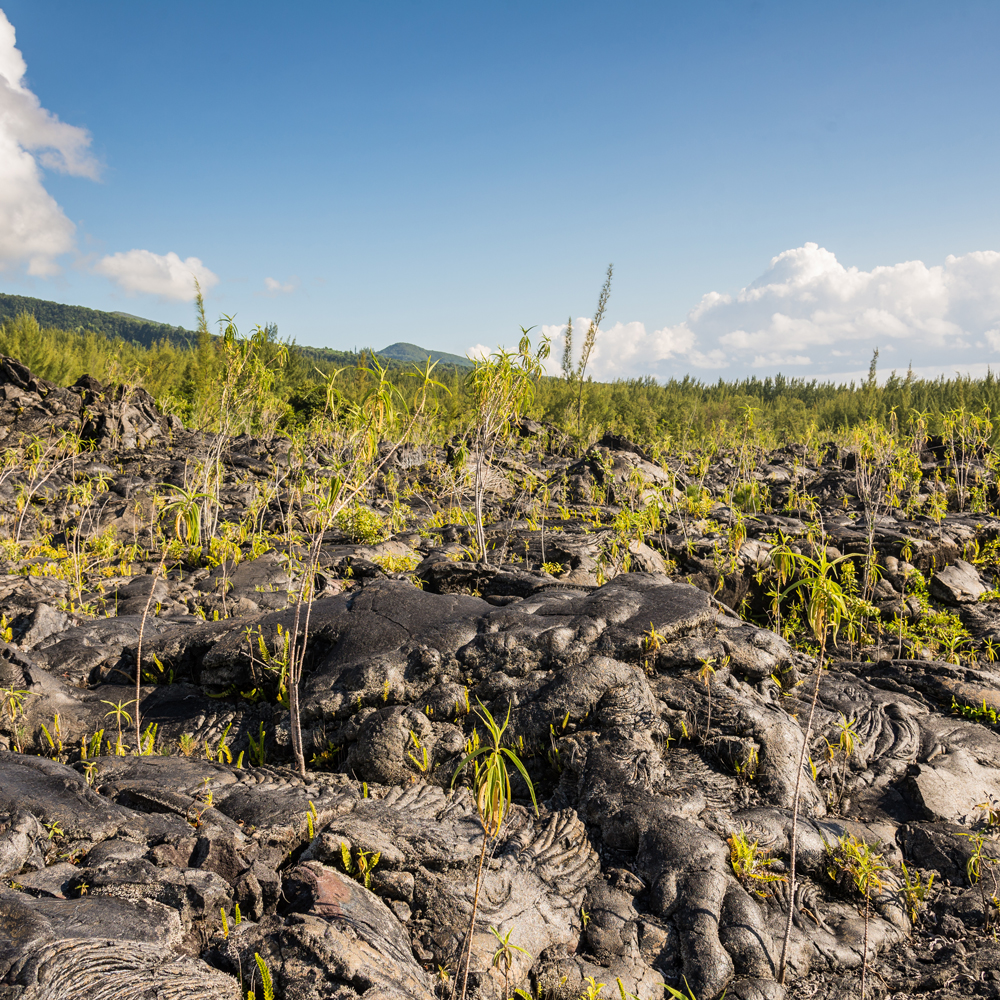 ecological succession on lava field