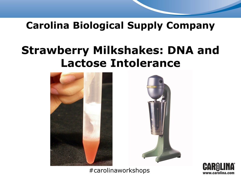 Strawberry Milkshakes: DNA and Lactose Intolerance