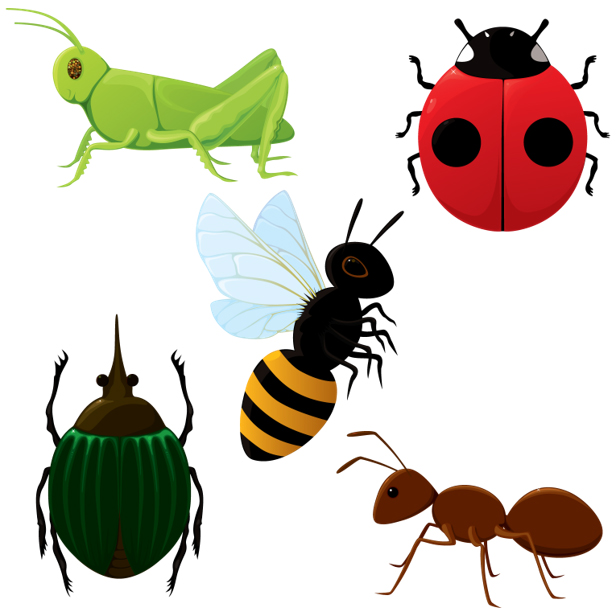 What are the structures that help insects survive?