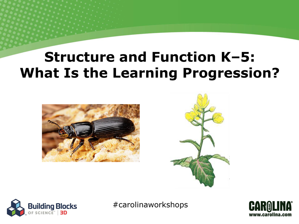 Structure and Function K–5: What Is the Learning Progression?
