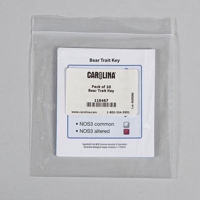 Bear Trait Key, Pack of 10 | Carolina Biological Supply