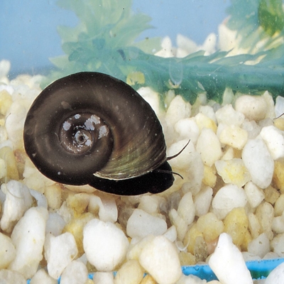 Ramhorn Snail Living Pack Of 25