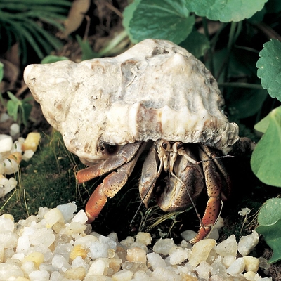 Land Hermit Crab Living Pack Of 3