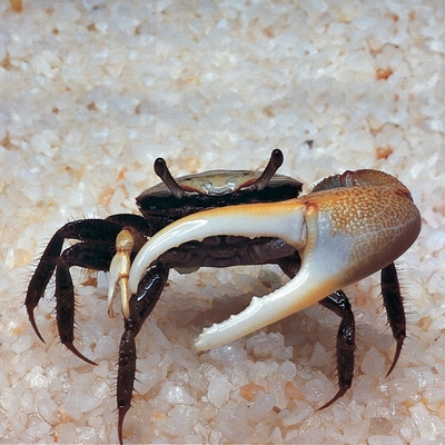 Fiddler Crab Living Pack Of 3