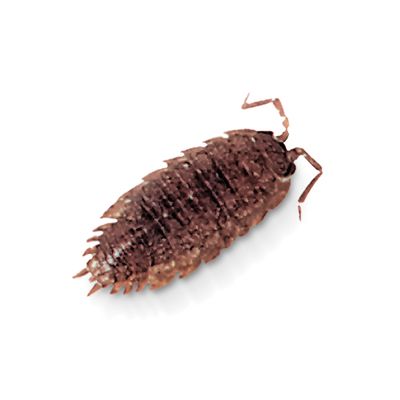 Sow Bugs Porcellio Living Pack Of 50