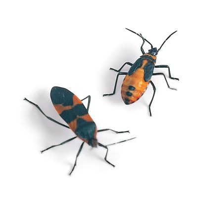 Milkweed Bug Oncopeltus Fasciatus Living Life Cycle Assortment