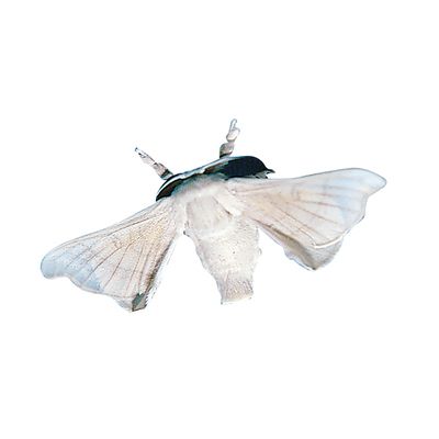 250 Normal Silkworm Eggs (Bombyx Mori) - Live Eggs, Shipped Free For Hatching
