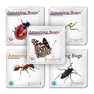 Amazing Bugs Variety Set