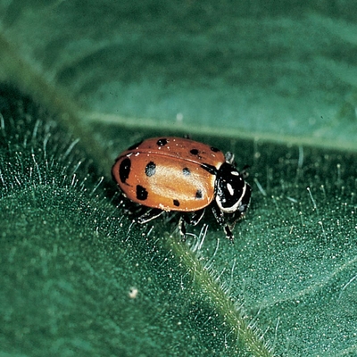 Lady Beetles Hippodamia Convergens Living Pack 25