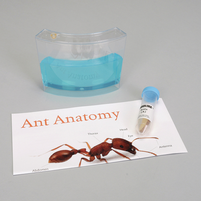 Ants Amazing Bugs Kit