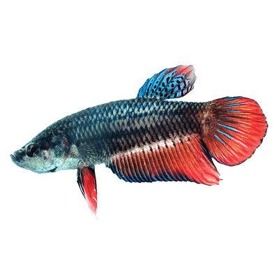 Female Betta splendens, Living | Carolina Biological Supply