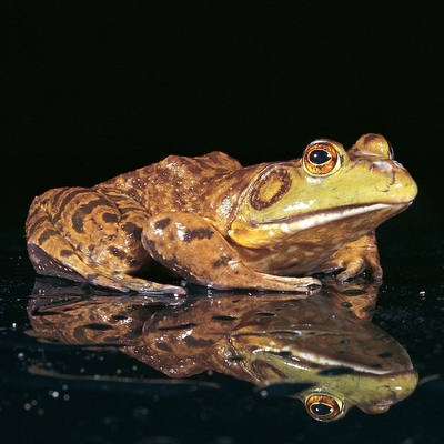 Bullfrog Living 3