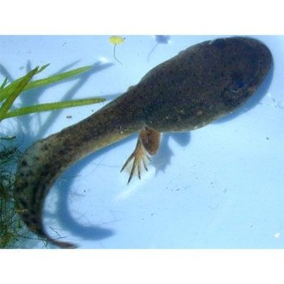 Bullfrog Tadpoles Two Legged Living Pack Of 6