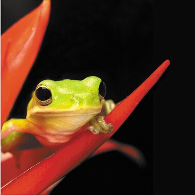 Tree Frog Hyla Living Pack Of 3