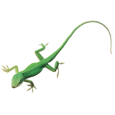 Anolis Carolinensis Living Small Unsexed Pack Of 3