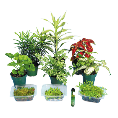 Basic Plant Kingdom Survey Set Living