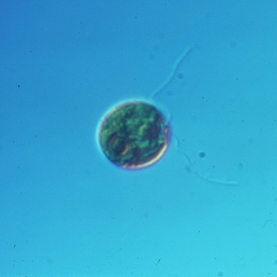 Chlamydomonas Large Form Living 1