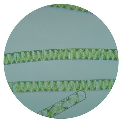 Spirogyra Living 1