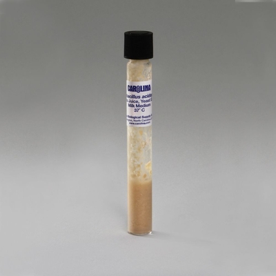 Lactobacillus Acidophilus Broth Tube