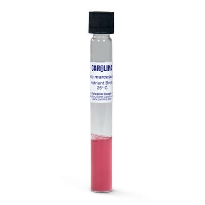 Serratia Marcescens D1 Living Broth Tube