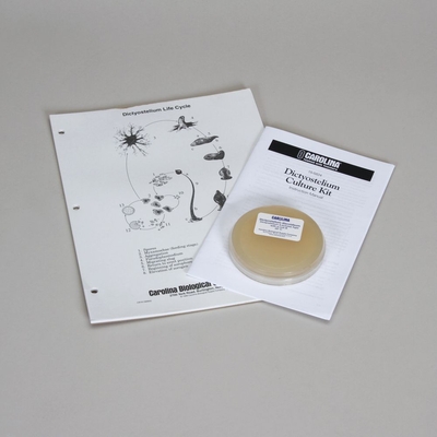 Living Dictyostelium Review Set