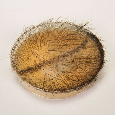 Zygospore Demonstration Plate Phycomyces 1