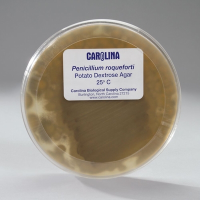 Penicillium Roqueforti Living Plate 1