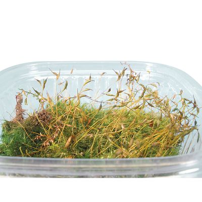 Sporulating Moss Living